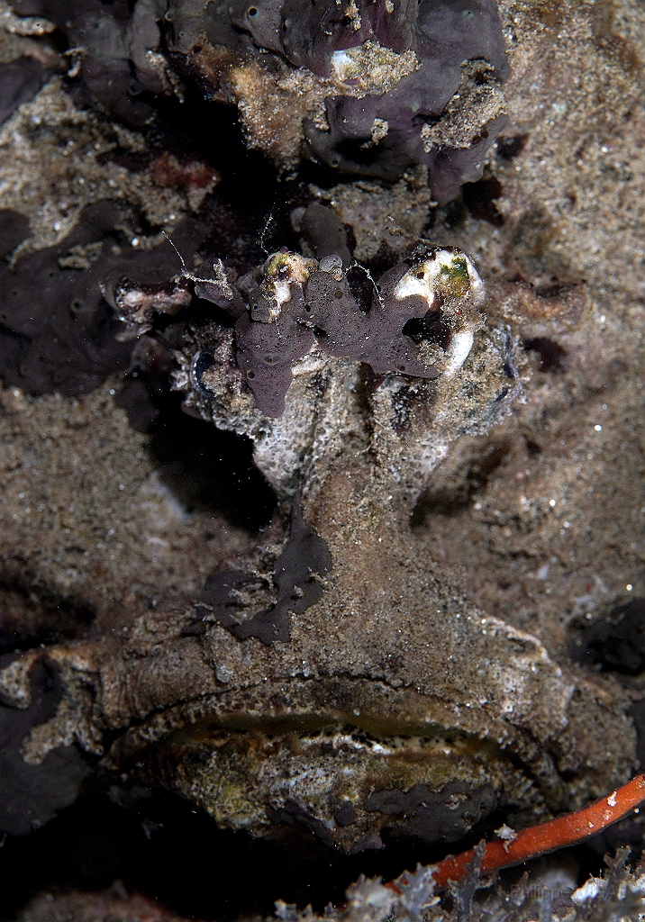 Banda Sea 2018 - DSC05650_rc  - Estuarine stonefish - Poisson Pierre - Synanceia Horrida.jpg